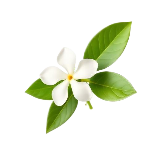 Jasmim