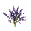 Lavanda