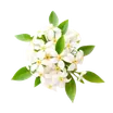 Flor de Laranjeira